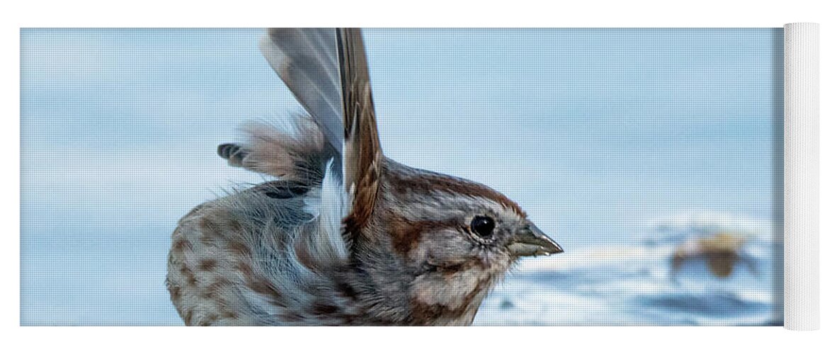 Song Sparrow Yoga Mat featuring the photograph Song Sparrow 3426-112217-1cr by Tam Ryan