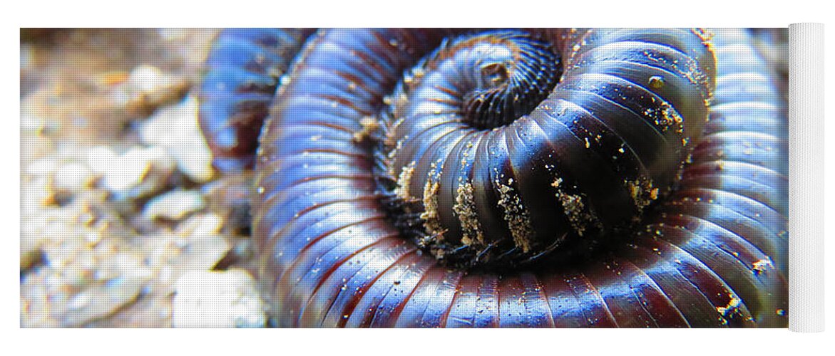 Animals Yoga Mat featuring the photograph Sonoran Desert Millipede by Judy Kennedy