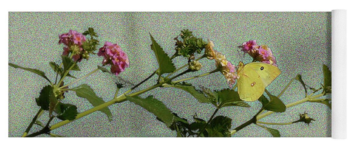 Southern Dogface Butterfly Yoga Mat featuring the photograph Southern Dogface Butterfly Feasting on December Lantanas Austin Texas v1 Panorama by Felipe Adan Lerma
