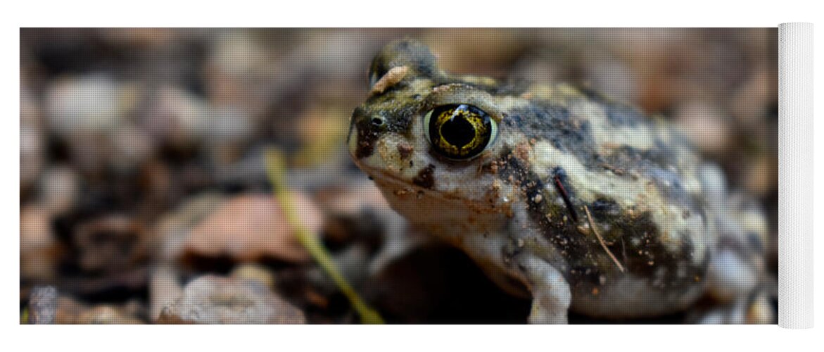 Toad Yoga Mat featuring the photograph Spadefoot by Melisa Elliott
