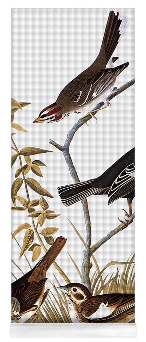 1827 Yoga Mat featuring the drawing Sparrows by John James Audubon