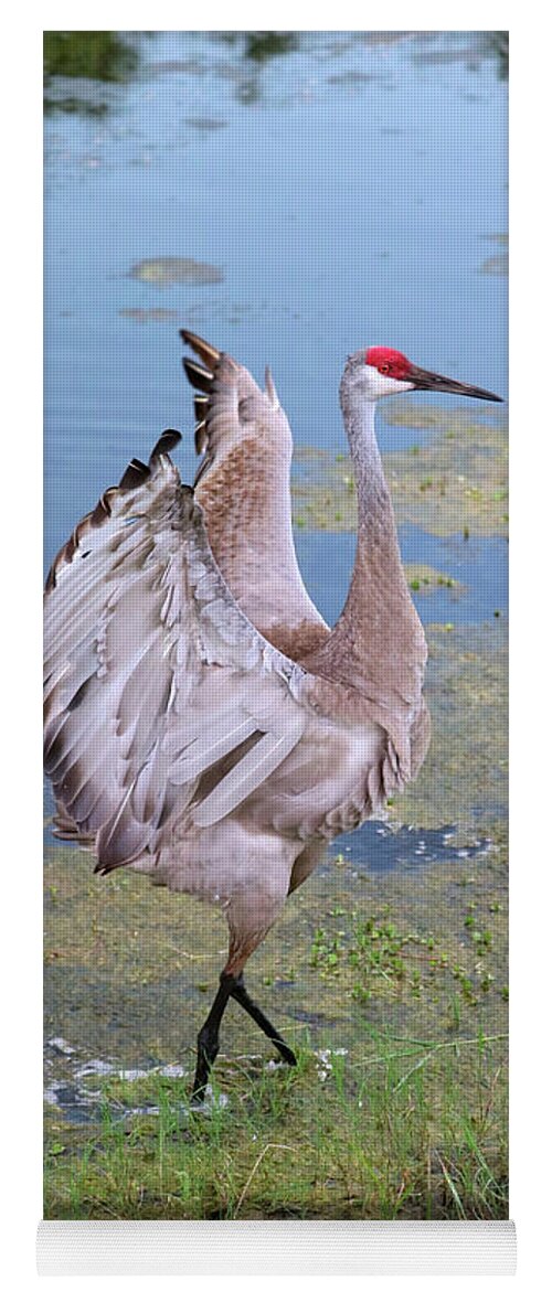 Beautiful Wings Yoga Mat featuring the photograph Spectacular Wings by Carol Groenen