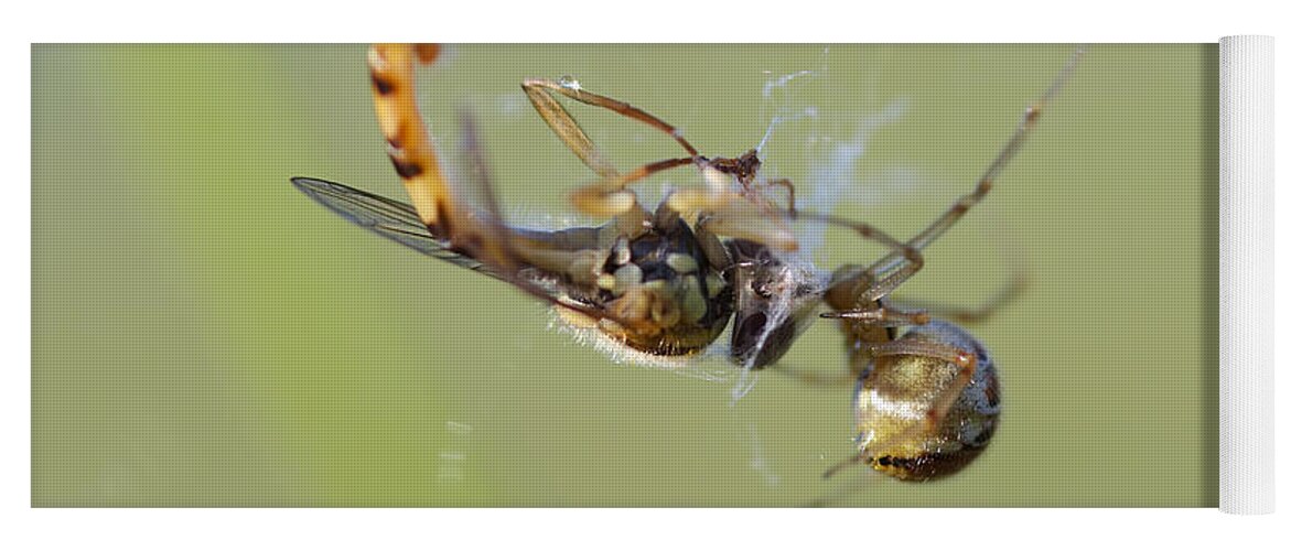 Closeup Yoga Mat featuring the photograph Spider and its prey by Michal Boubin