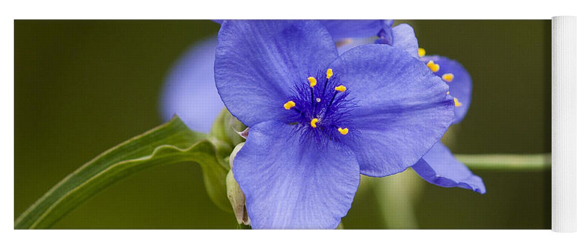 Flowers Yoga Mat featuring the photograph Spiderwort by Robert Potts