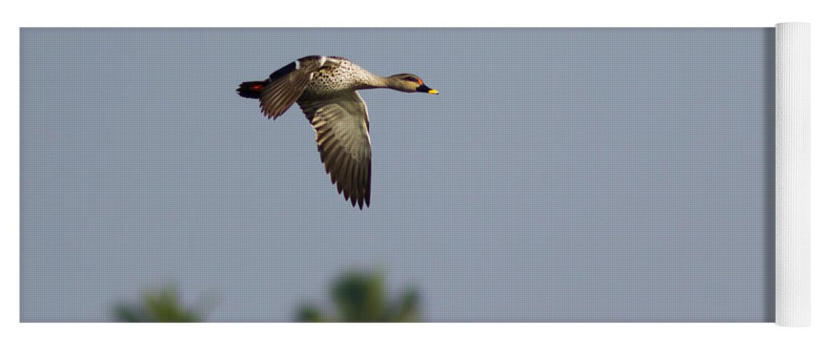 Bird Yoga Mat featuring the photograph Spot-billed duck - In Flight by Ramabhadran Thirupattur