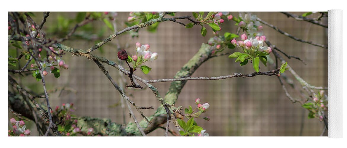 300 Mm F/4 Is Usm Yoga Mat featuring the photograph Spring Blossoms 2 by Mark Mille