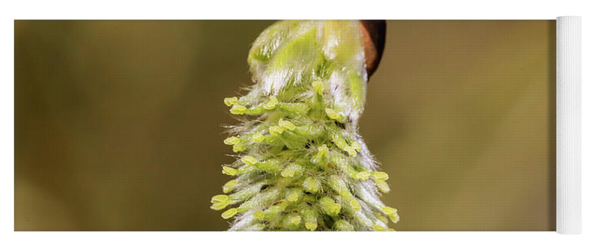 Spring Yoga Mat featuring the photograph Spring Catkins by Nick Bywater