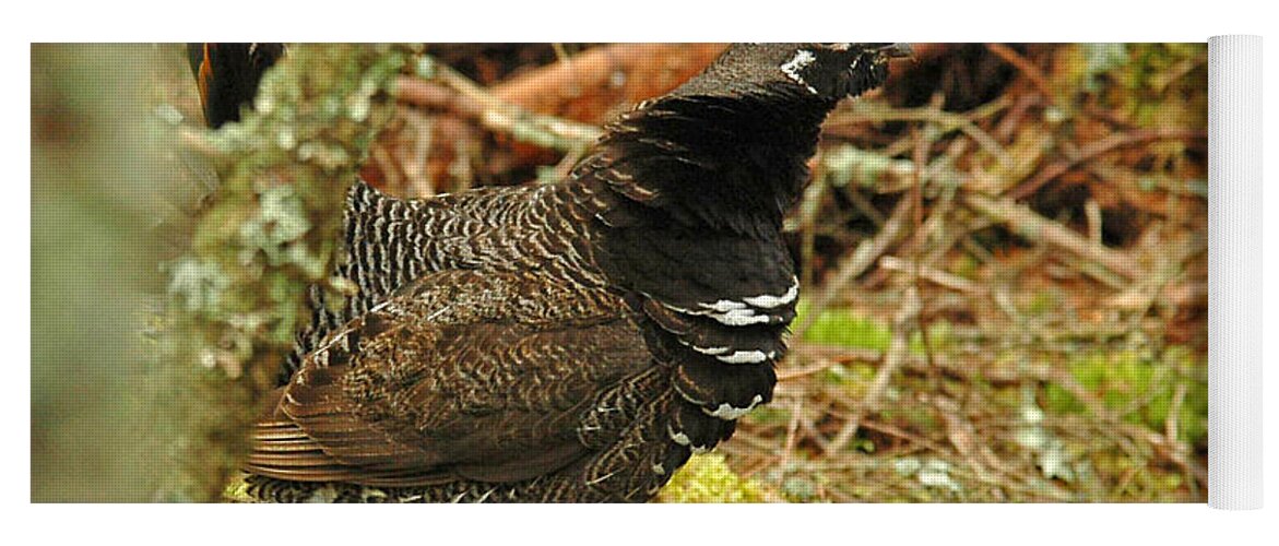 Spruce Grouse Yoga Mat featuring the photograph Spruce Grouse by Alana Ranney