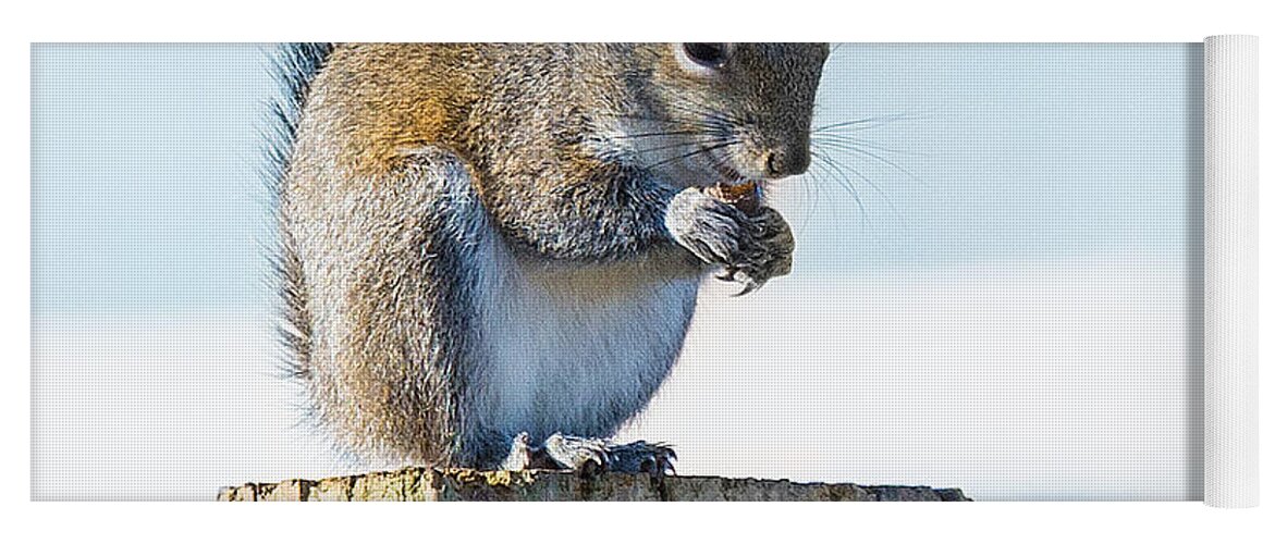 Squirrel Yoga Mat featuring the photograph Squirre takes rest by Metaphor Photo