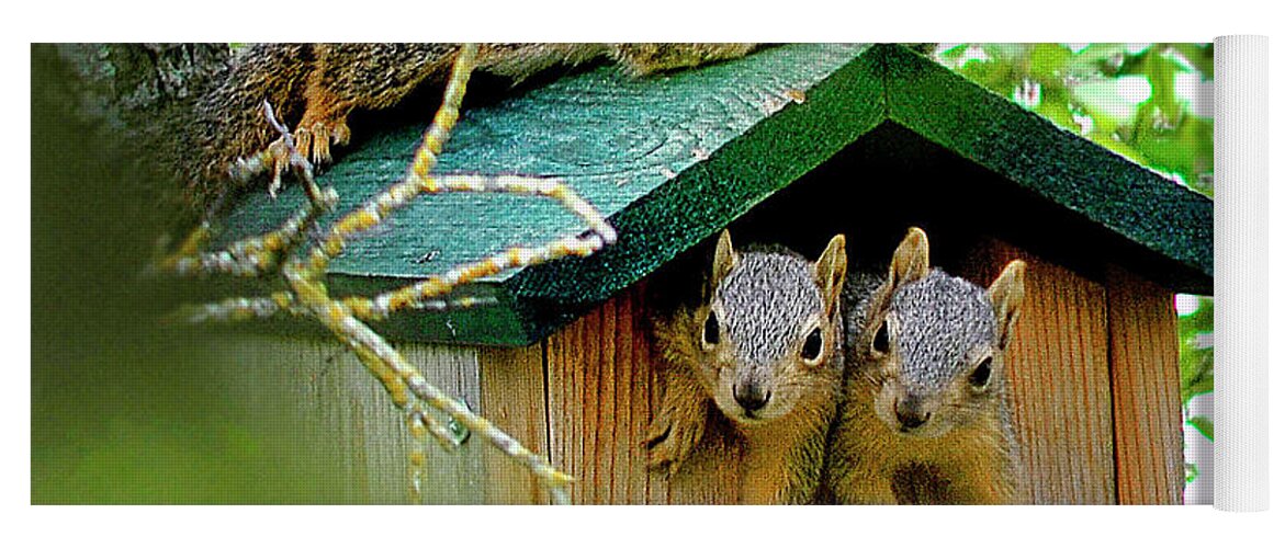 Squirrel Yoga Mat featuring the photograph Squirrel Family Portrait by Ted Keller