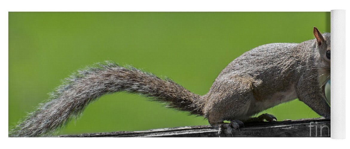 Squirrel Yoga Mat featuring the photograph Squirrel Run by Metaphor Photo
