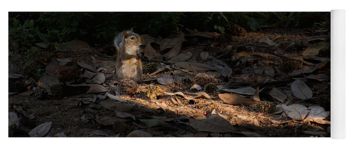 Squirrel Yoga Mat featuring the photograph Squirrel sees the light by Metaphor Photo