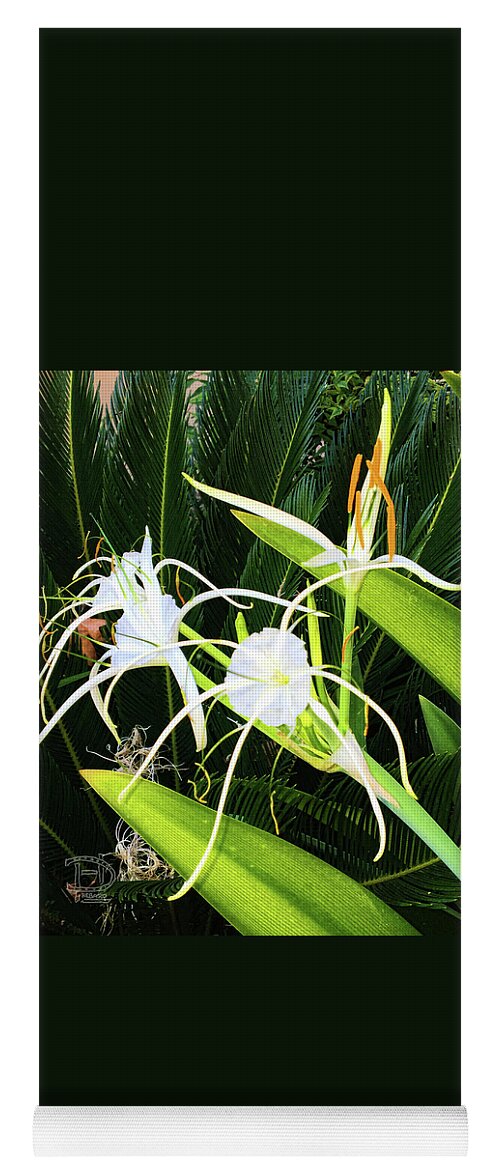 Spider Flowers Yoga Mat featuring the photograph St. Aandrews Spider Flower Family by Daniel Hebard