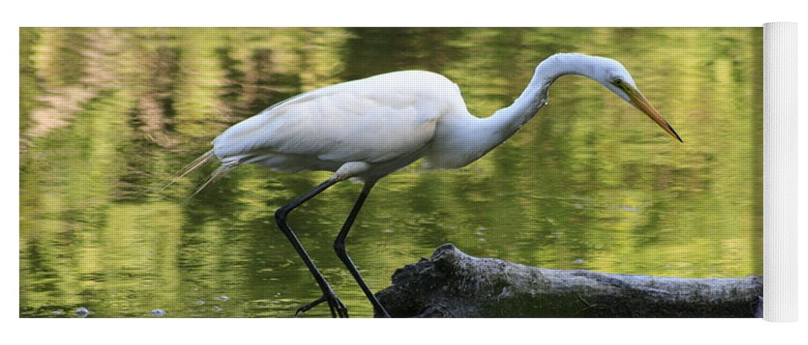 Egret Yoga Mat featuring the photograph Stalking Egret by Christopher J Kirby