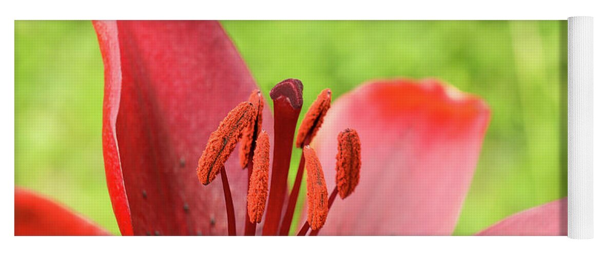 Red Yoga Mat featuring the photograph Stamens and Anther. by Elena Perelman