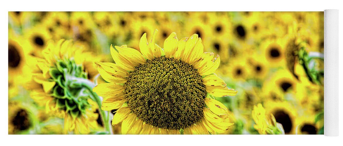 Sunflower Yoga Mat featuring the photograph Stand out in a crowd by Joe Holley