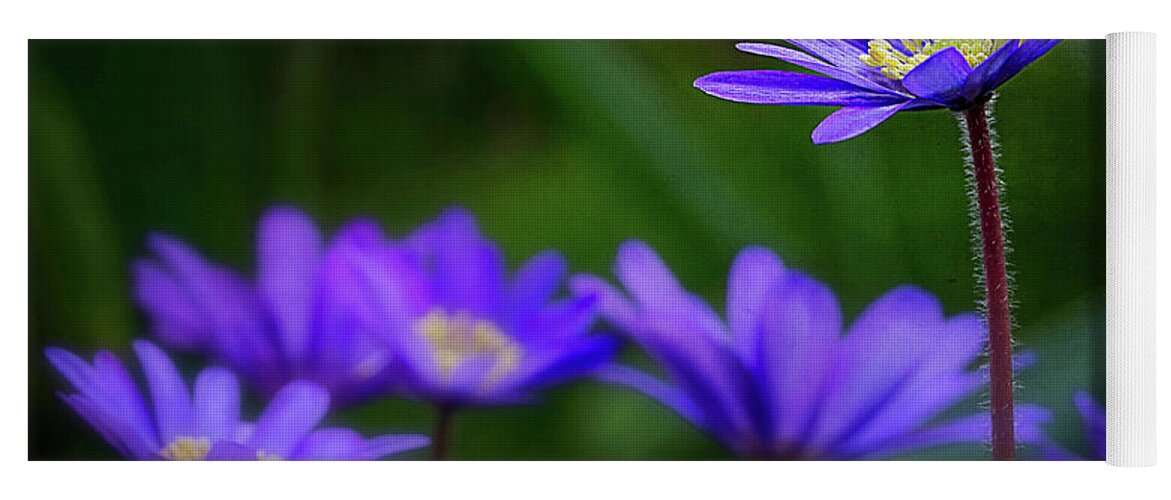 Anemone Hepatica Yoga Mat featuring the photograph Standing Out From the Crowd by Mary Jo Allen