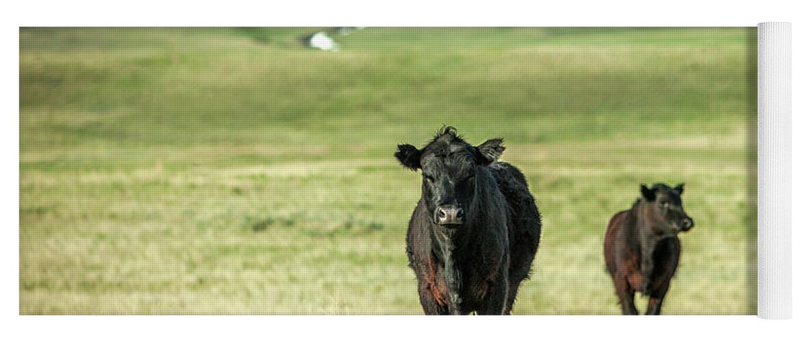 Black Angus Yoga Mat featuring the photograph Standoff by Todd Klassy