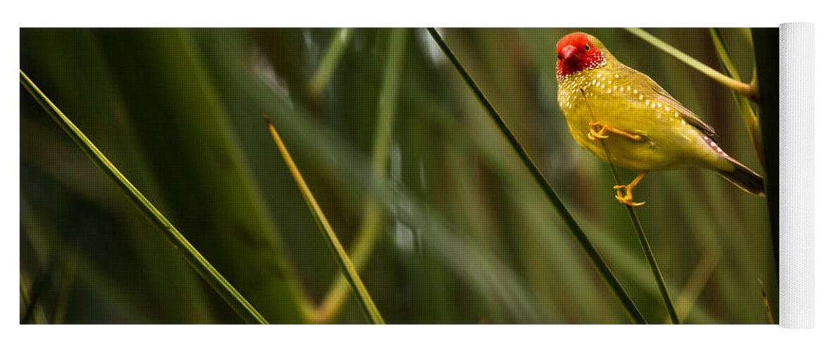 Star Finch Male Yoga Mat featuring the photograph Star Finch male by Peter V Quenter