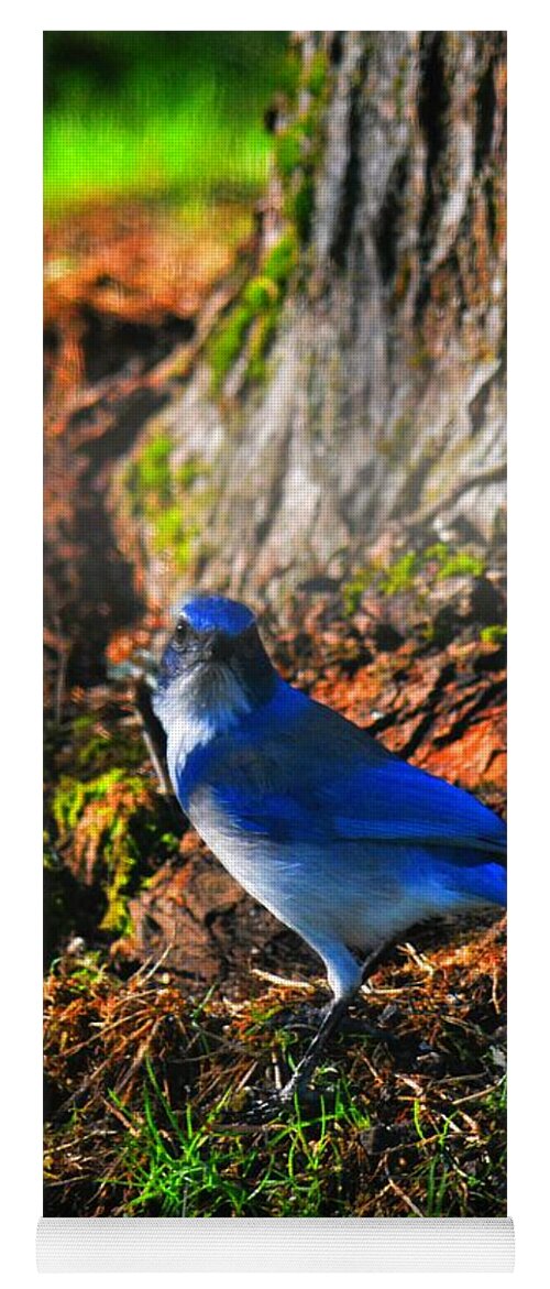 Scrub Jay Yoga Mat featuring the photograph Stare by Chris Dunn