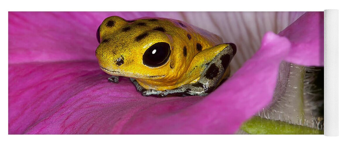 Poison Dart Frog Yoga Mat featuring the photograph Stepping Out by Janet Fikar