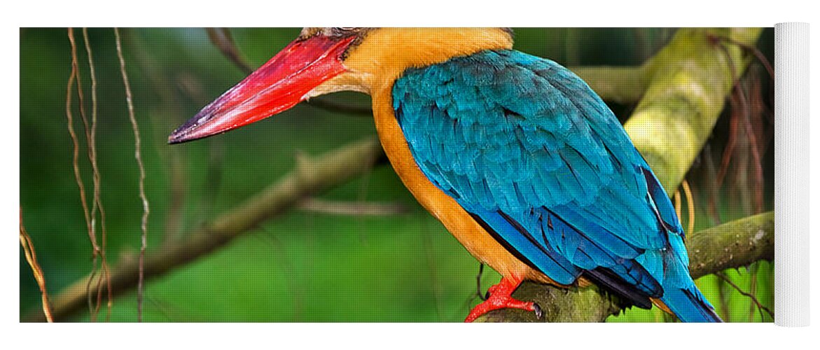 Bird Yoga Mat featuring the photograph Stork-billed kingfisher by Louise Heusinkveld