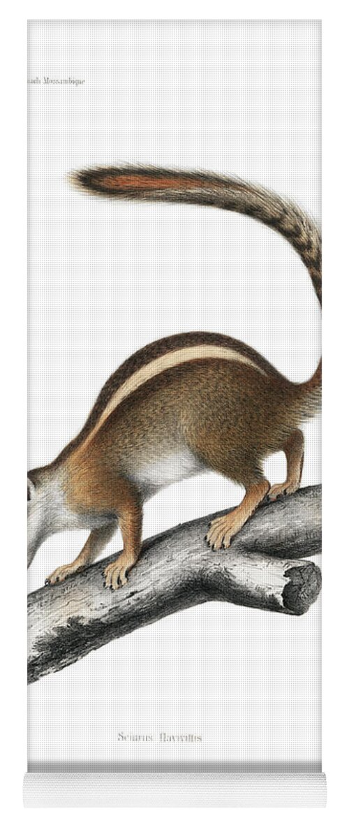 Striped Bush Squirrel Yoga Mat featuring the drawing Striped Bush Squirrel, Paraxerus flavovittis by J D L Franz Wagner