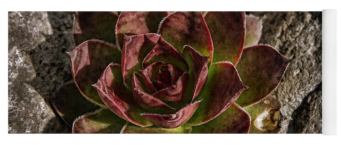 Jean Noren Yoga Mat featuring the photograph Succulent by Jean Noren