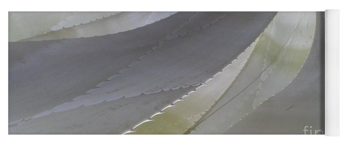 Cool Color Shape Flowing Succulent Yoga Mat featuring the photograph Succulent Series 1-1 by J Doyne Miller