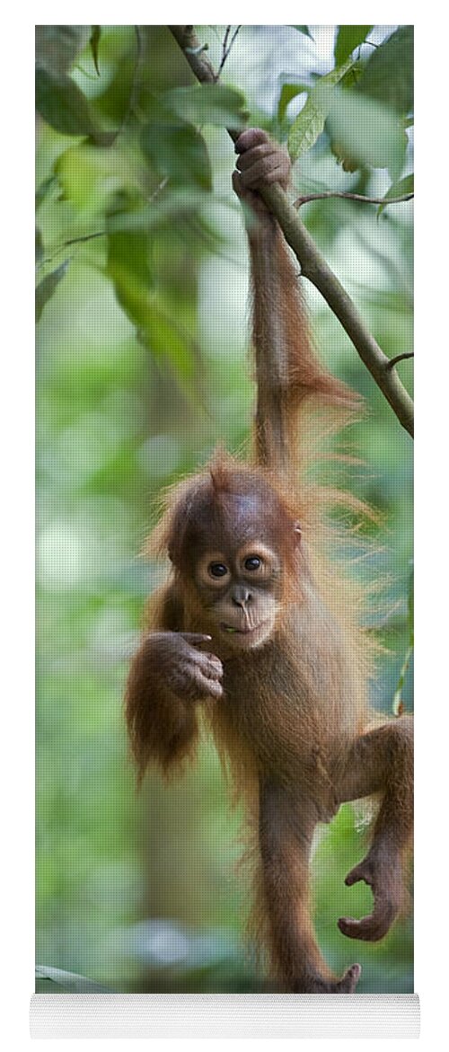 Mp Yoga Mat featuring the photograph Sumatran Orangutan Pongo Abelii One by Suzi Eszterhas