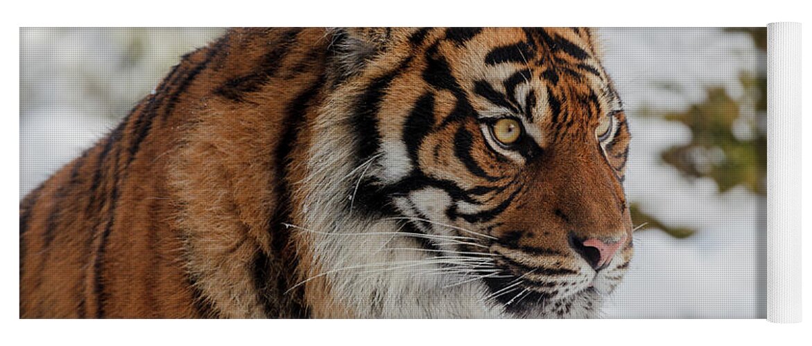 Animal Yoga Mat featuring the photograph Sumatran Tiger in the snow by Tim Abeln