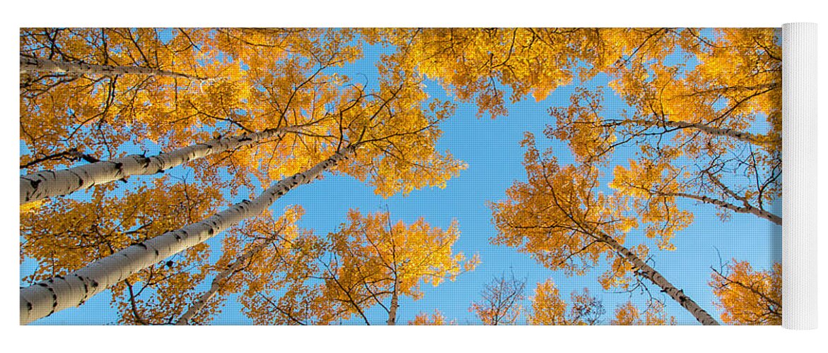 Fall Yoga Mat featuring the photograph Summit Yellow by Kevin Dietrich