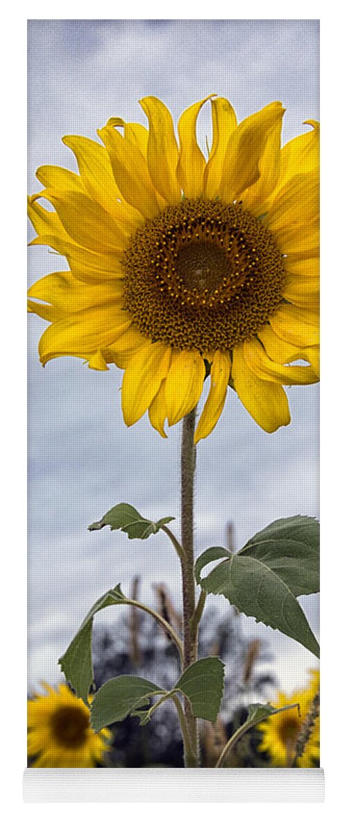 Sunflower Yoga Mat featuring the photograph Sun Burst by Robert Fawcett