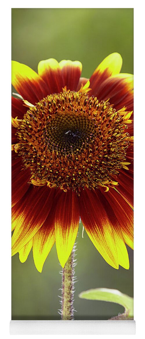 Garden Yoga Mat featuring the photograph Sunflower 2 by Garden Gate