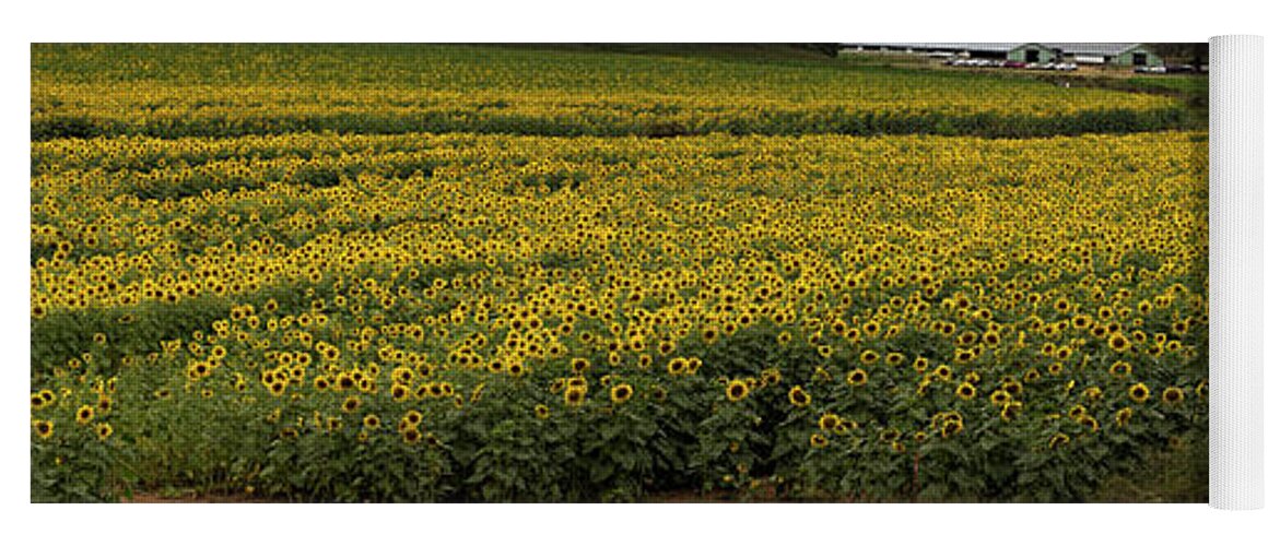 Sunflowers Yoga Mat featuring the photograph Sunflower Bliss Panorama by Barbara Bowen