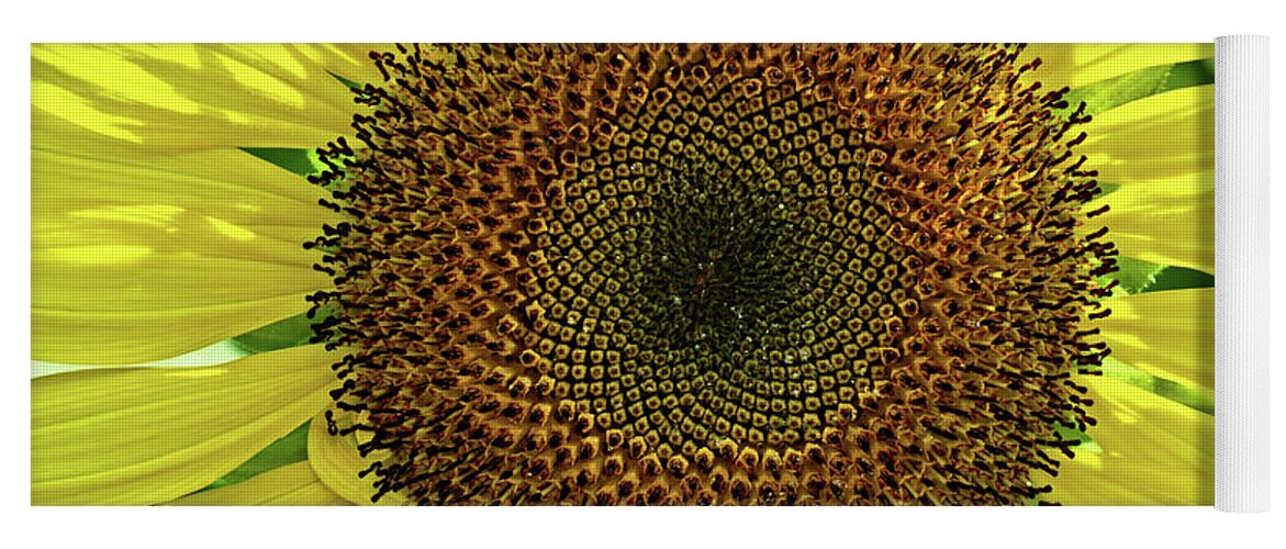 Sunflower Yoga Mat featuring the photograph Sunflower by Catherine Reading
