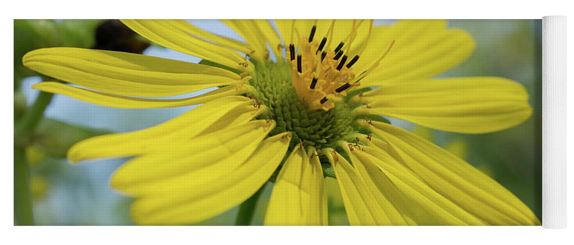 Sunflower Yoga Mat featuring the photograph Sunflower close-up by Peter Ponzio