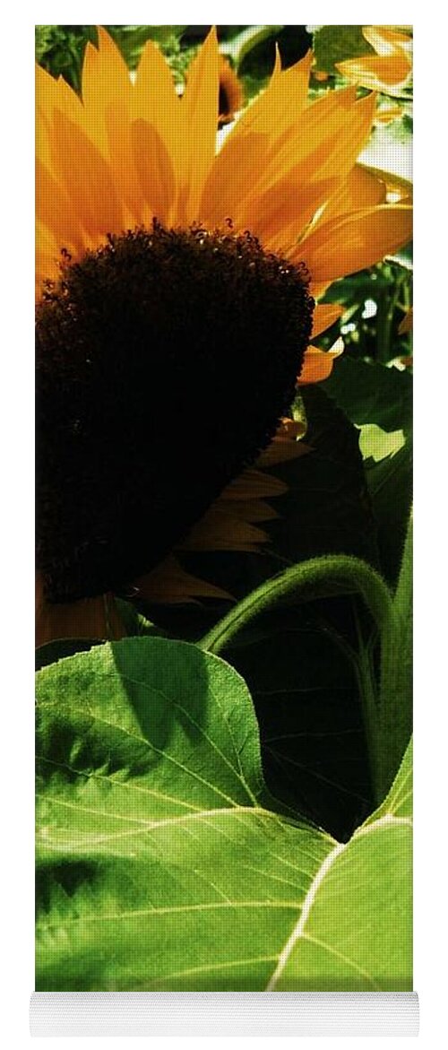 Sunflower. Flower. Green Yoga Mat featuring the photograph Sunflower by John Scates