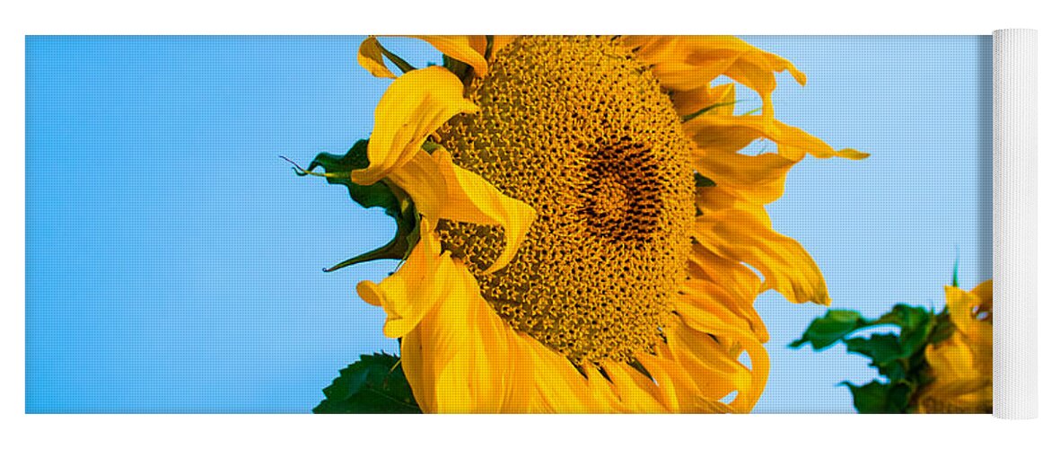Sunrise Yoga Mat featuring the photograph Sunflower Morning #2 by Mindy Musick King