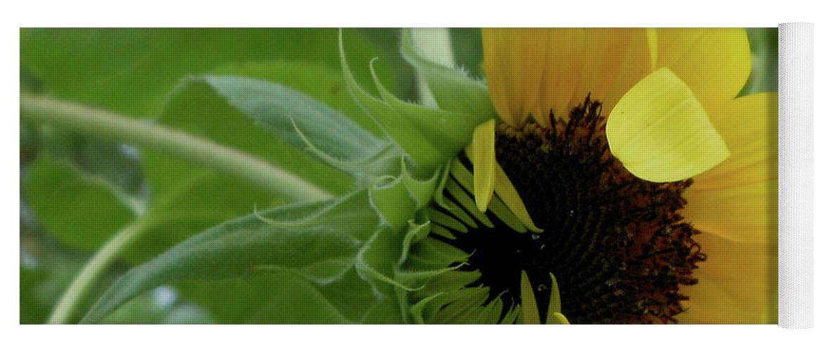 Sunflower Yoga Mat featuring the photograph Sunflower Rising by Kristin Aquariann