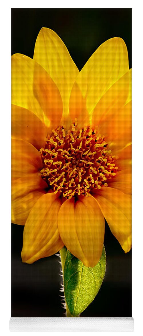 Sunflower Photo Yoga Mat featuring the photograph Sunflower Sunbeam Print by Gwen Gibson