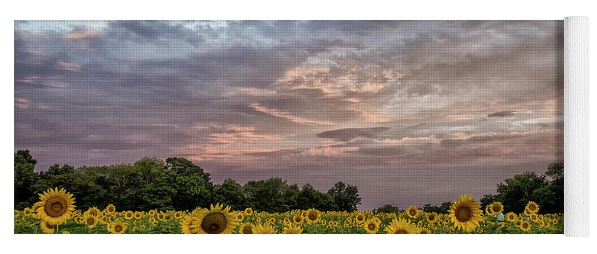 Sunflowers Yoga Mat featuring the photograph Sunflower Sunrise by Erika Fawcett