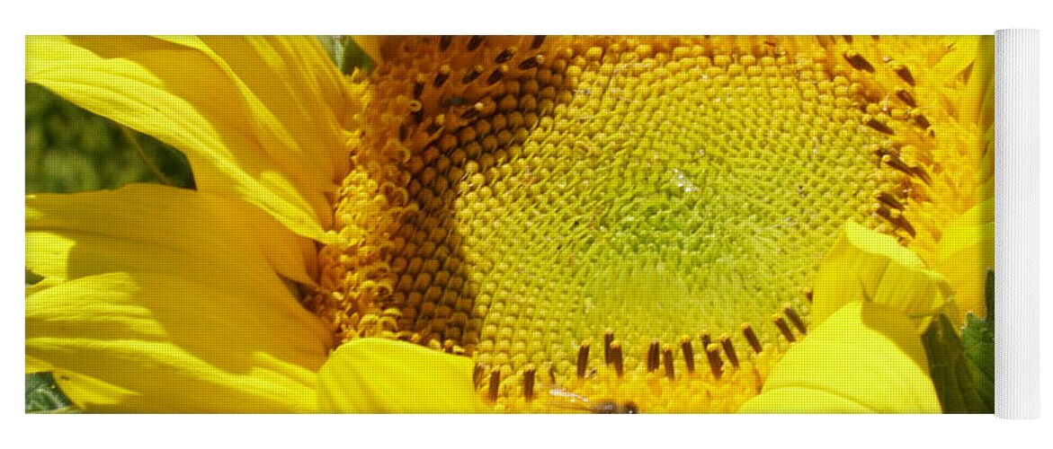 Sunflower Yoga Mat featuring the photograph Sunflower With Honeybee by Stephen Daddona