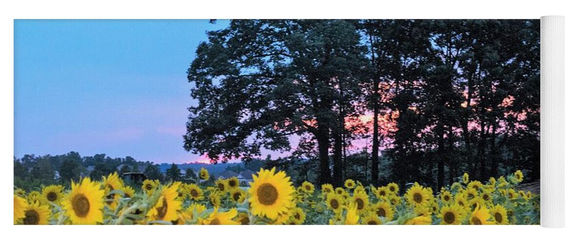Sunflower Field At Sunset Yoga Mat featuring the photograph Sunflowers at Sunset by Mary Ann Artz