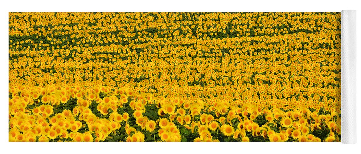 Helianthus Annuus Yoga Mat featuring the photograph Sunflowers Galore by Catherine Sherman