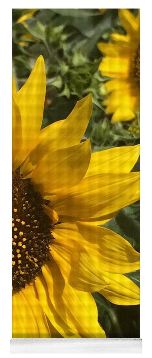 Happy Sunflowers Yoga Mat featuring the photograph Sunflowers by Jacklyn Duryea Fraizer