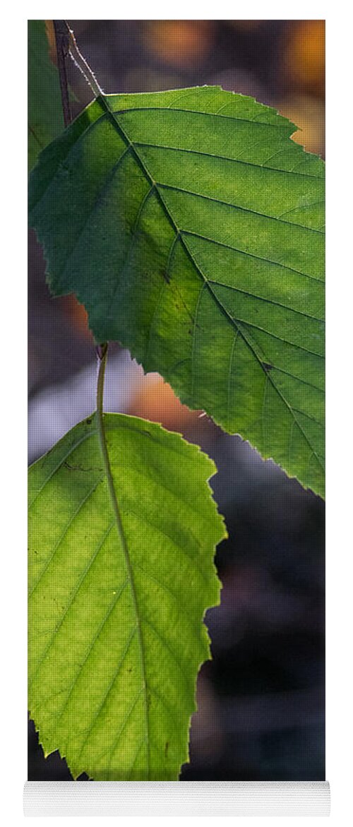 Sunlight Yoga Mat featuring the photograph Sunlight through Birch Leaf Branch by Douglas Barnett
