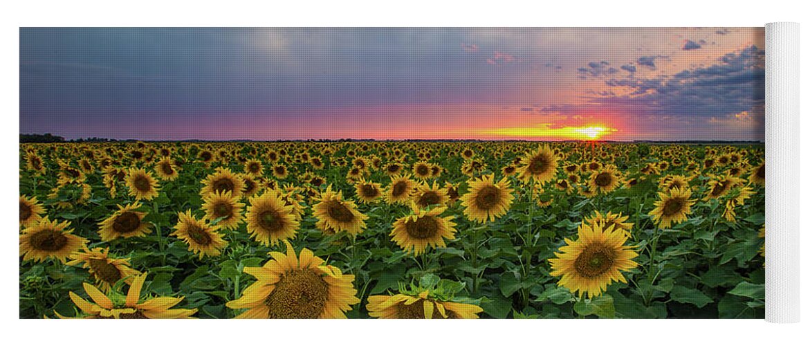Sunflowers Yoga Mat featuring the photograph Sunny Disposition by Aaron J Groen