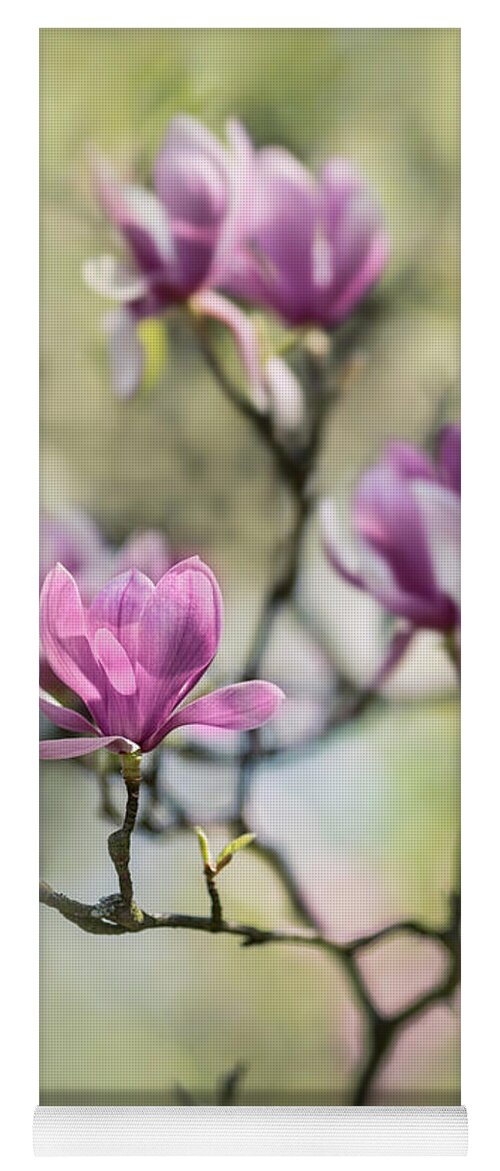 Magnolia Yoga Mat featuring the photograph Sunny impression with pink magnolias by Jaroslaw Blaminsky