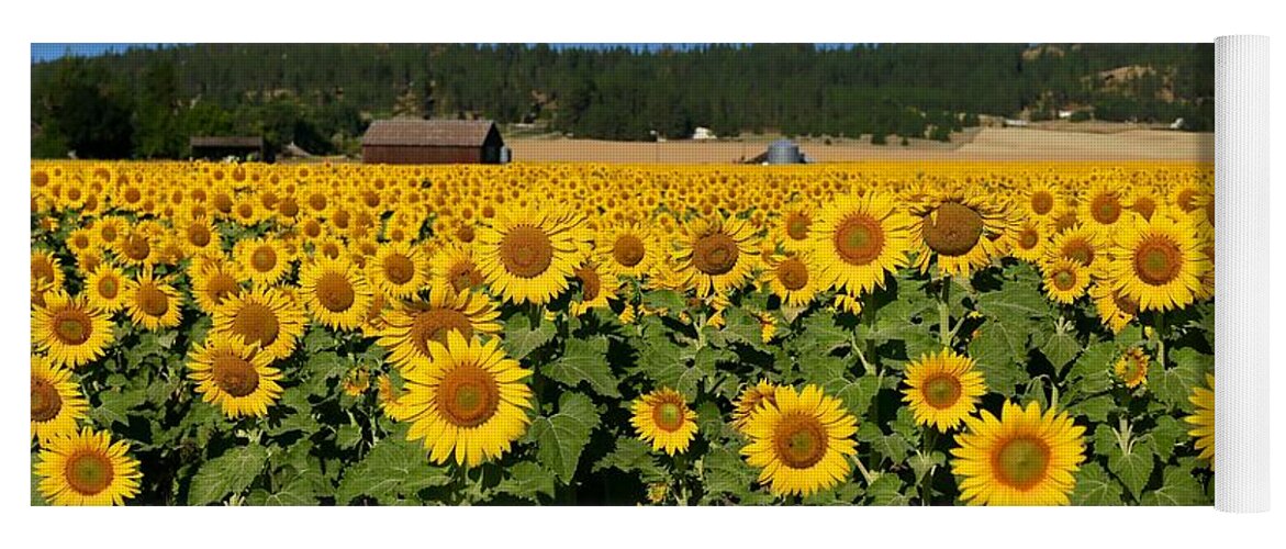 Sunny Sunflower Field Yoga Mat featuring the photograph Sunny Sunflower field by Lynn Hopwood